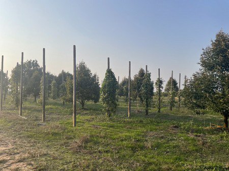 ขายที่ดินพร้อมสวนผลไม้ต่างๆทำเลดี-บ้านปลูกใหม่น้ำ-ไฟพร้อมอยู่-จจันทบุรี