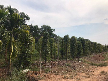 ขายที่ดินพร้อมสวนผลไม้ต่างๆทำเลดี-บ้านปลูกใหม่น้ำ-ไฟพร้อมอยู่-จจันทบุรี