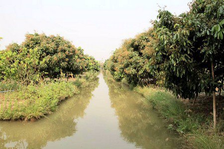 ขายที่ดินพร้อมทำการเกษตรแบบผสมผสาน-พร้อมบ้านไม้สัก-2หลัง-และโรงจอดรถ-จลำพูน