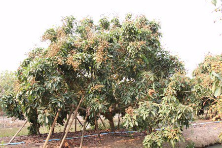 ขายที่ดินพร้อมทำการเกษตรแบบผสมผสาน-พร้อมบ้านไม้สัก-2หลัง-และโรงจอดรถ-จลำพูน