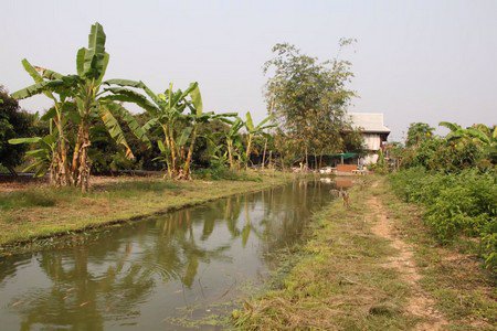 ขายที่ดินพร้อมทำการเกษตรแบบผสมผสาน-พร้อมบ้านไม้สัก-2หลัง-และโรงจอดรถ-จลำพูน