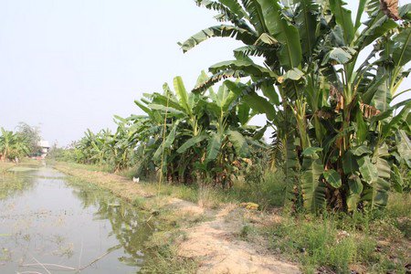 ขายที่ดินพร้อมทำการเกษตรแบบผสมผสาน-พร้อมบ้านไม้สัก-2หลัง-และโรงจอดรถ-จลำพูน