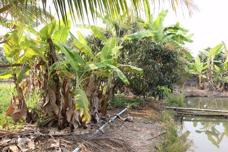 ขายที่ดินพร้อมทำการเกษตรแบบผสมผสาน-พร้อมบ้านไม้สัก-2หลัง-และโรงจอดรถ-จลำพูน