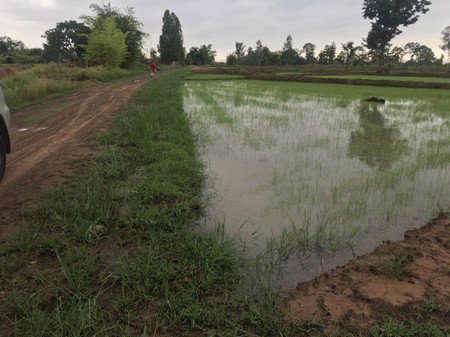 ขายที่นาบ้านกุดแห่-5-ไร่-1-งาน-90-ตรวา-อ-เลิงนกทา-จ-ยโสธร