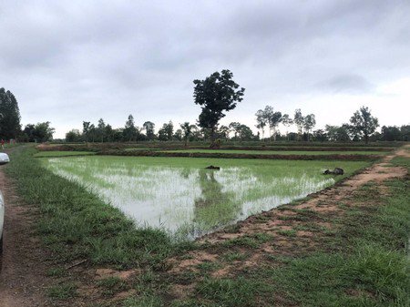 ขายที่นาบ้านกุดแห่-5-ไร่-1-งาน-90-ตรวา-อ-เลิงนกทา-จ-ยโสธร