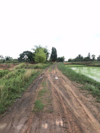 ขายที่นาบ้านกุดแห่-5-ไร่-1-งาน-90-ตรวา-อ-เลิงนกทา-จ-ยโสธร