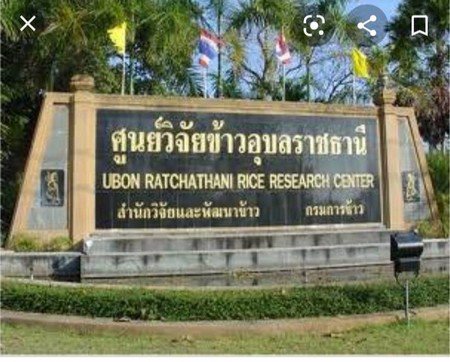 ขายที่ดินติดถนนแจ้งสนิท-5-ไร่เหมาะกับการทำธุรกิจ-การค้า-จอุบลราชธานี