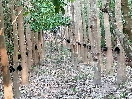 ขายที่ดินมีโฉนดเหมาะกับการทำสวนทุเรียน-20-ไร่-3-งาน-76-ตรวา-จจันทบุรี