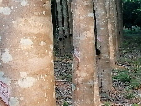 ขายที่ดินมีโฉนดเหมาะกับการทำสวนทุเรียน-20-ไร่-3-งาน-76-ตรวา-จจันทบุรี