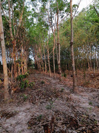 ขายที่ดินมีโฉนดเหมาะกับการทำสวนทุเรียน-20-ไร่-3-งาน-76-ตรวา-จจันทบุรี