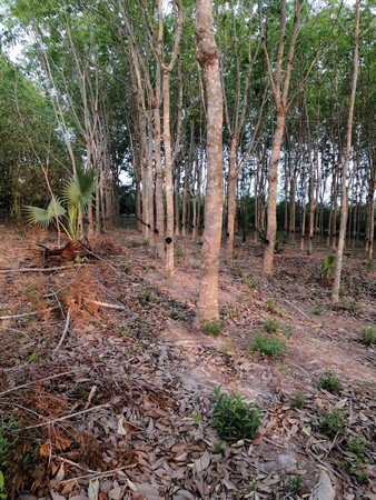 ขายที่ดินมีโฉนดเหมาะกับการทำสวนทุเรียน-20-ไร่-3-งาน-76-ตรวา-จจันทบุรี