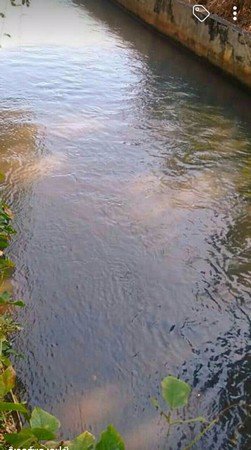 สวนลำไยแบ่งขายสวนลำไยแบ่งขายมีแปลงเล็กใหญ่โฉนด-6-ใบ-วิวดอยอินทนนท์