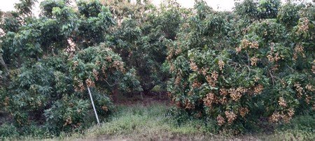 มีที่ดินแบ่งขายแปลงเล็ก-แปลงใหญ่-มีโฉนดทุกแปลง-อป่าซาง-จ-ลำพูน