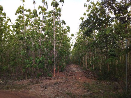 ขายที่ดินทำเลดีพร้อมบ้านไม้สไตล์รีสอร์ทน้ำไฟพร้อม-ที่ดินติดถนนทั้งสองด้าน