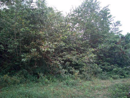 ขายที่ดิน-1งาน-29ตรว-อยู่ในแหล่งท่องเที่ยว-ใกล้หาดชะอำ-จเพชรบุรี