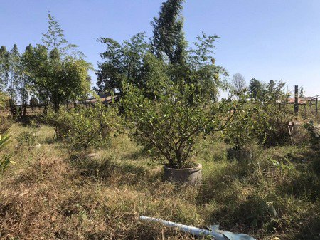 ขายที่ดินสำหรับทำการเกษตรจำนวน-9-ไร่-อ-บ้านแฮด-จขอนแก่น