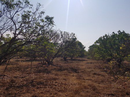 ขายที่ดินถูก-5ไร่-1งาน-20ตรว-พร้อมบ้านและสวนลำไยเก็บผลผลิต-มีรายได้ทันที