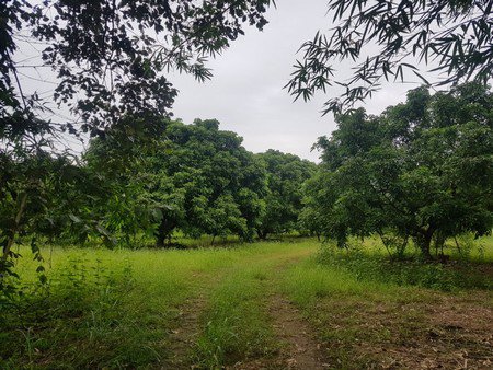 ขายที่ดินถูก-5ไร่-1งาน-20ตรว-พร้อมบ้านและสวนลำไยเก็บผลผลิต-มีรายได้ทันที