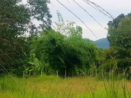 ขายที่ดินถูก-5ไร่-1งาน-20ตรว-พร้อมบ้านและสวนลำไยเก็บผลผลิต-มีรายได้ทันที