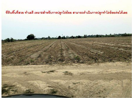 ขายที่ดิน-50-ไร่-เหมาะสำหรับการปลูกไร่อ้อย-สร้างรายได้-15-ล้านบาทต่อปี