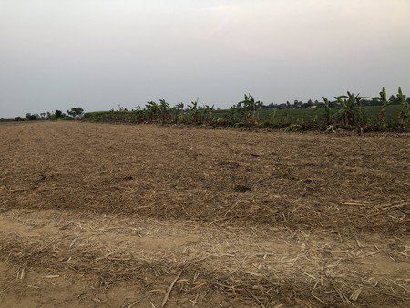 ขายที่ดิน-50-ไร่-เหมาะสำหรับการปลูกไร่อ้อย-สร้างรายได้-15-ล้านบาทต่อปี