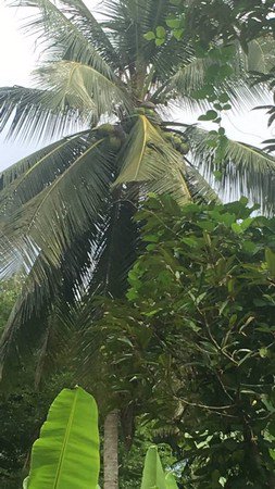 ขายที่ดิน-1-ไร่-2-งาน-ทำเลดี-ทำบ้านนกหรือทำสวนผลไม้ผสมได้-มีรายได้ทุกเดือน