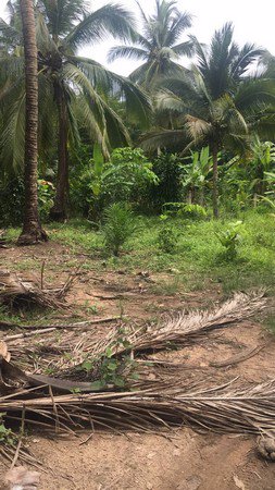 ขายที่ดิน-1-ไร่-2-งาน-ทำเลดี-ทำบ้านนกหรือทำสวนผลไม้ผสมได้-มีรายได้ทุกเดือน