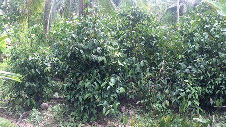 ขายที่ดิน-1-ไร่-2-งาน-ทำเลดี-ทำบ้านนกหรือทำสวนผลไม้ผสมได้-มีรายได้ทุกเดือน