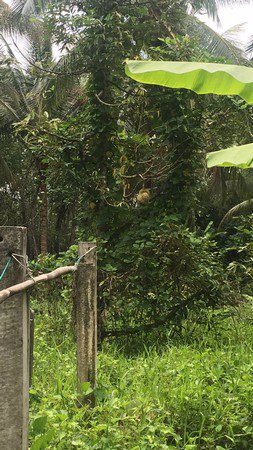 ขายที่ดิน-1-ไร่-2-งาน-ทำเลดี-ทำบ้านนกหรือทำสวนผลไม้ผสมได้-มีรายได้ทุกเดือน