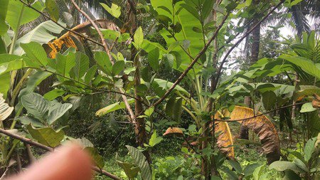 ขายที่ดิน-1-ไร่-2-งาน-ทำเลดี-ทำบ้านนกหรือทำสวนผลไม้ผสมได้-มีรายได้ทุกเดือน