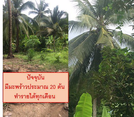 ขายที่ดิน-1-ไร่-2-งาน-ทำเลดี-ทำบ้านนกหรือทำสวนผลไม้ผสมได้-มีรายได้ทุกเดือน