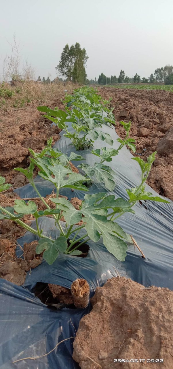 สิ้นสุดการรอคอยที่ดินวิวเขาอเลาขวัญ-จกาญจนบุรี