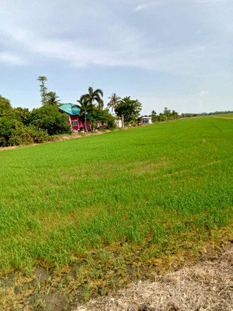 ขายด่วนที่ดิน-4-ไร่-2-งาน-ไร่ละ-350000-บาท-ไฟฟ้า-ปะปา-พร้อมที่สวยมาก