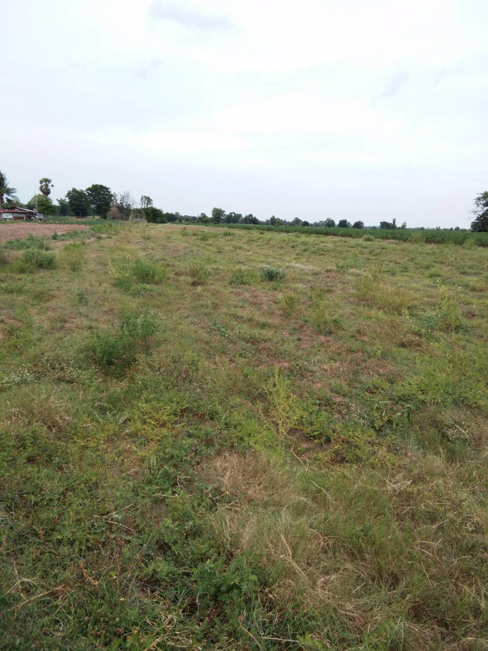ขายด่วน-ที่ดินมีโฉนด-20-ไร่-ไร่ละ-90000-บาท-อหันคา-จชัยนาท
