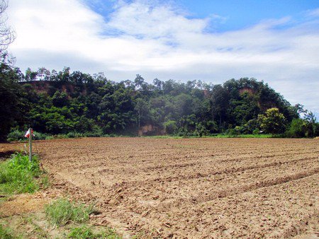 ขายที่ดินเชียงดาว-ราคาถูก-เนื้อที่-11-ไร่-เงียบสงบ-ร่มเย็น-มีธรรมชาติอันสวยงามมาก