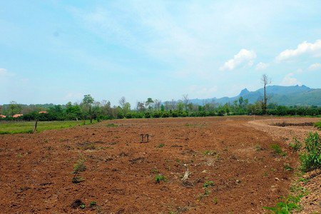 ขายที่ดินเชียงดาว-ราคาถูก-เนื้อที่-11-ไร่-เงียบสงบ-ร่มเย็น-มีธรรมชาติอันสวยงามมาก