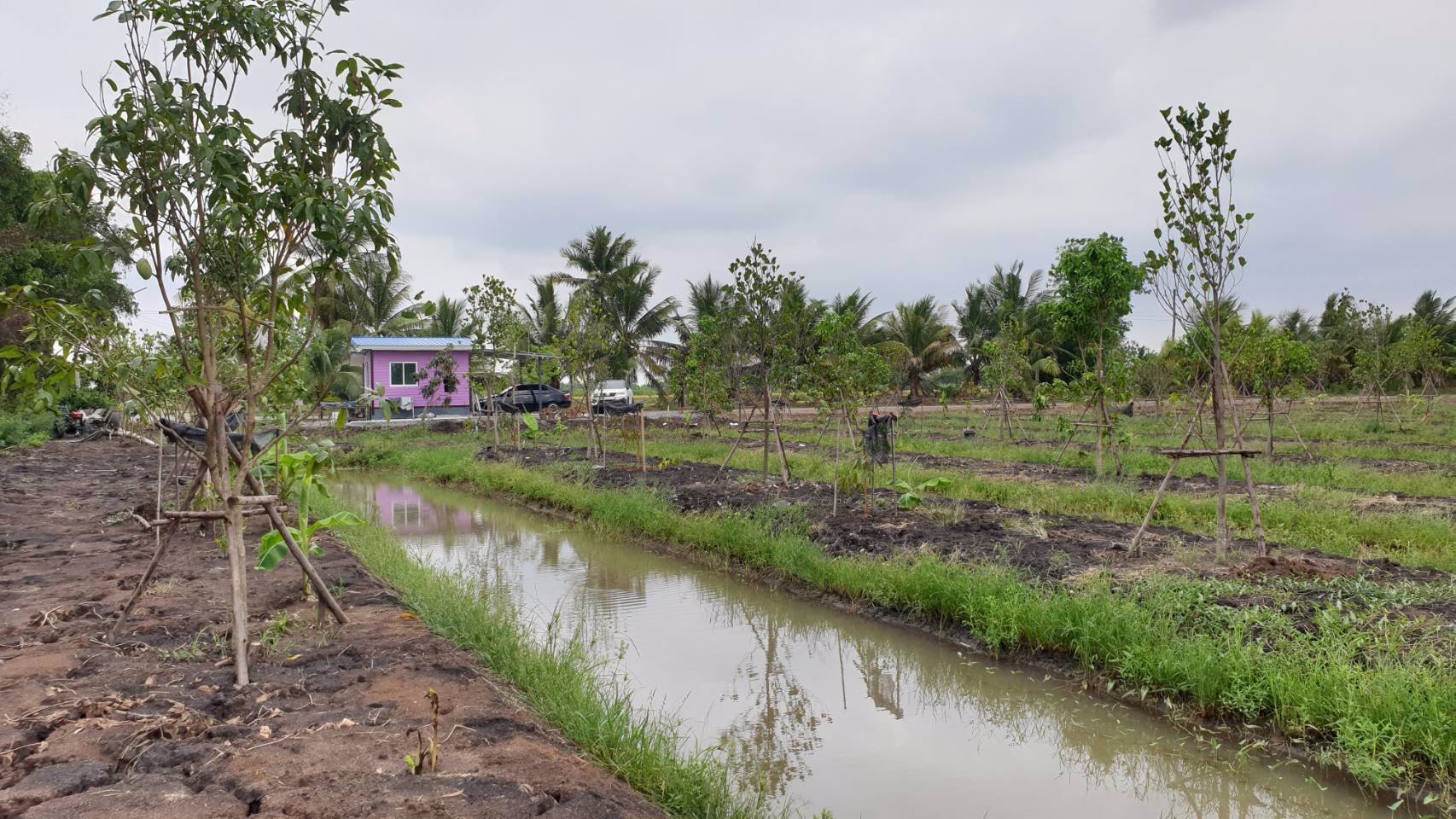 ขายที่ดินเปล่าถมแล้วเป็นบางส่วน-แบ่งแปลงย่อยยกร่องสวนเกษตร