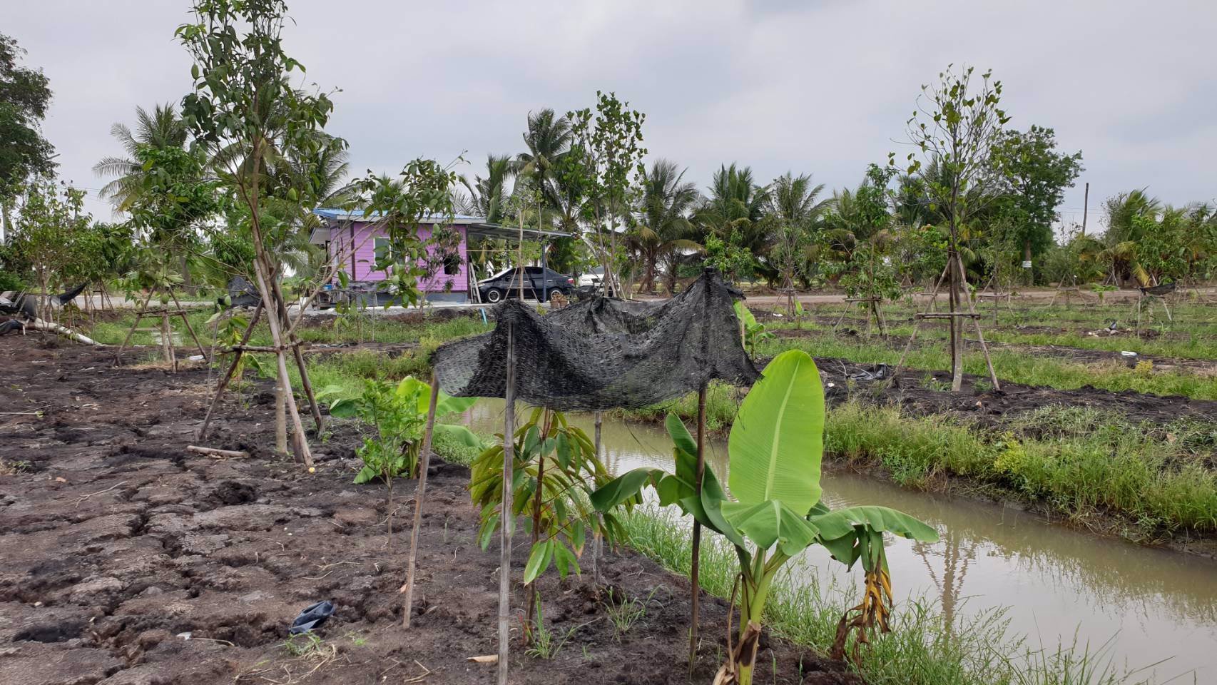 ขายที่ดินเปล่าถมแล้วเป็นบางส่วน-แบ่งแปลงย่อยยกร่องสวนเกษตร