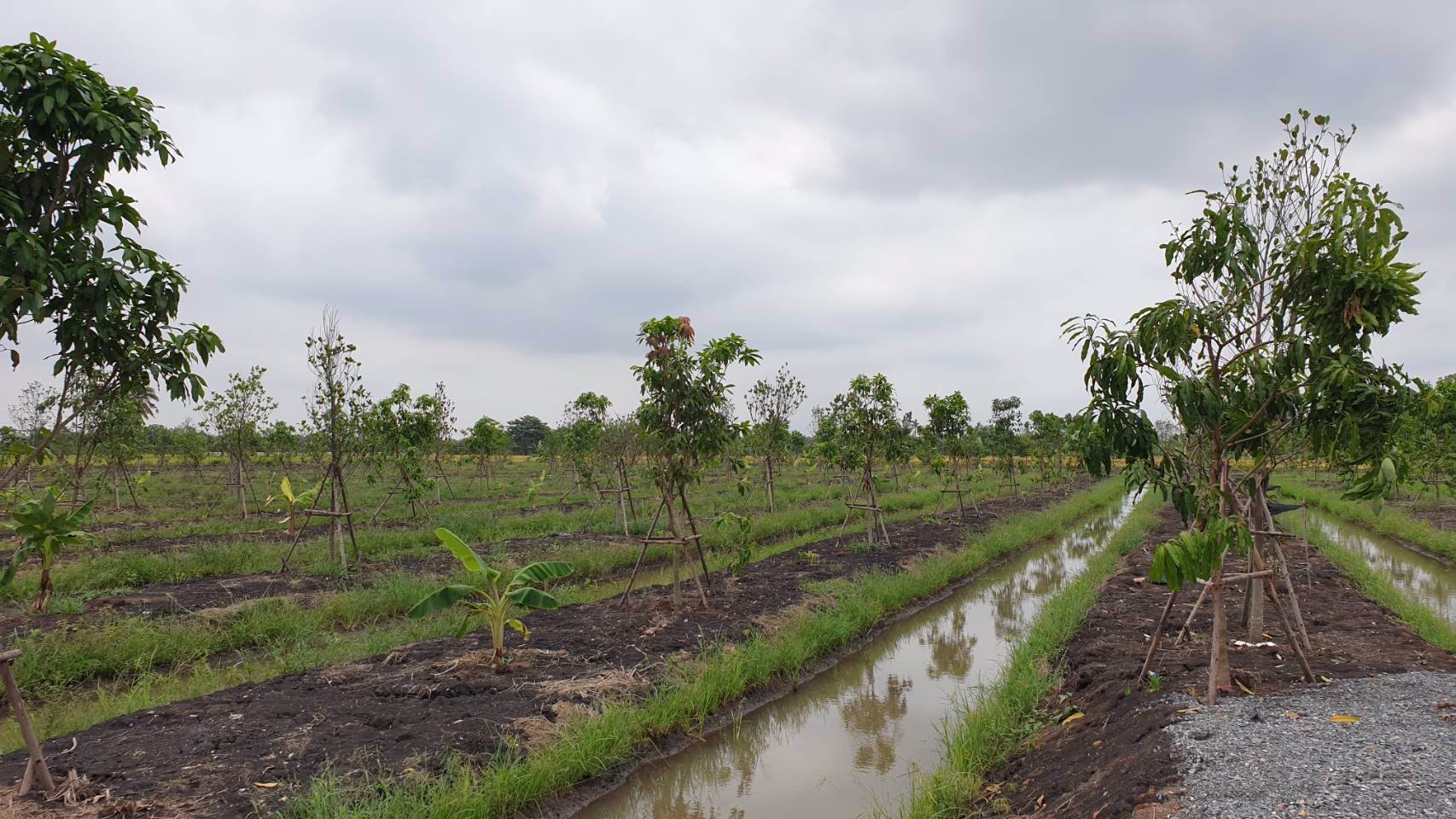 ขายที่ดินเปล่าถมแล้วเป็นบางส่วน-แบ่งแปลงย่อยยกร่องสวนเกษตร