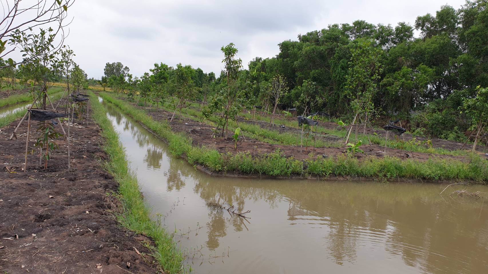 ขายที่ดินเปล่าถมแล้วเป็นบางส่วน-แบ่งแปลงย่อยยกร่องสวนเกษตร