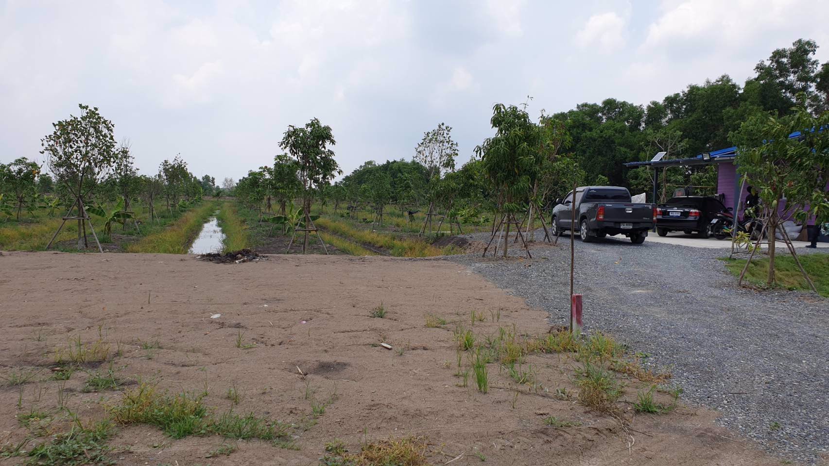 ขายที่ดินเปล่าถมแล้วเป็นบางส่วน-แบ่งแปลงย่อยยกร่องสวนเกษตร