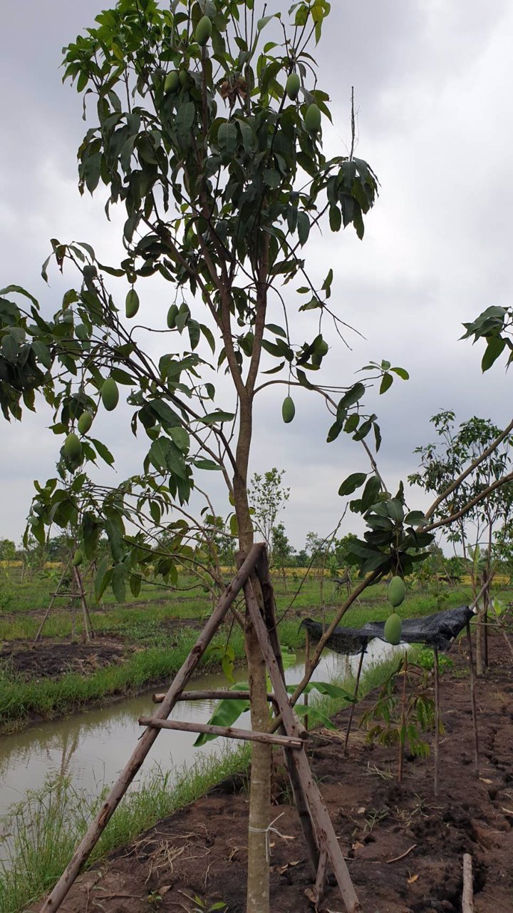 ขายที่ดินเปล่าถมแล้วเป็นบางส่วน-แบ่งแปลงย่อยยกร่องสวนเกษตร