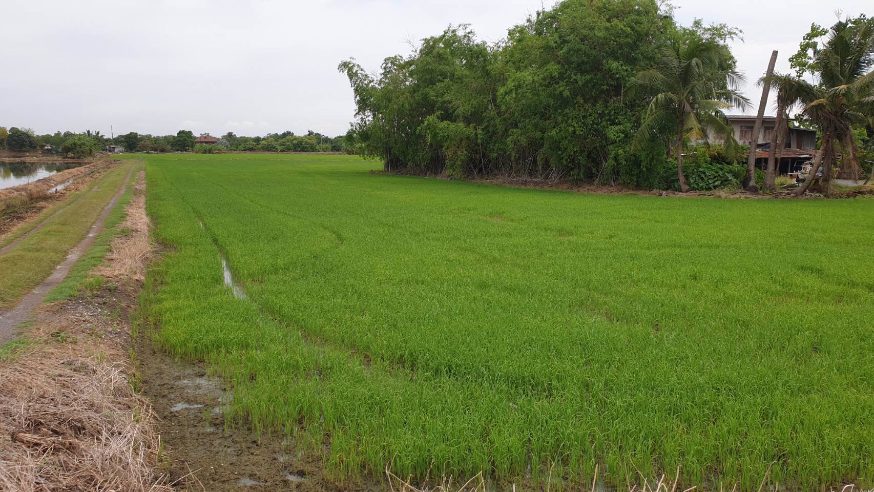 ที่ดินสวยๆทำเลดีติดถนนใหญ่แบ่งล็อค-อยู่ข้าง-อบตหนองเพรางาย-จนนทบุรี