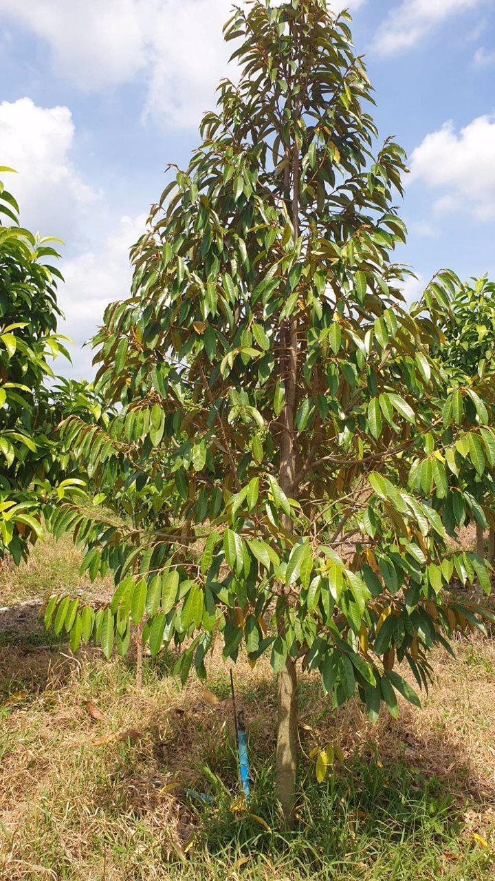 ขายที่ดินสวนทุเรียน-22ไร่-มี500กว่าต้น-พร้อมเก็บผลผลิตรายได้ดี-จปราจีนบุรี