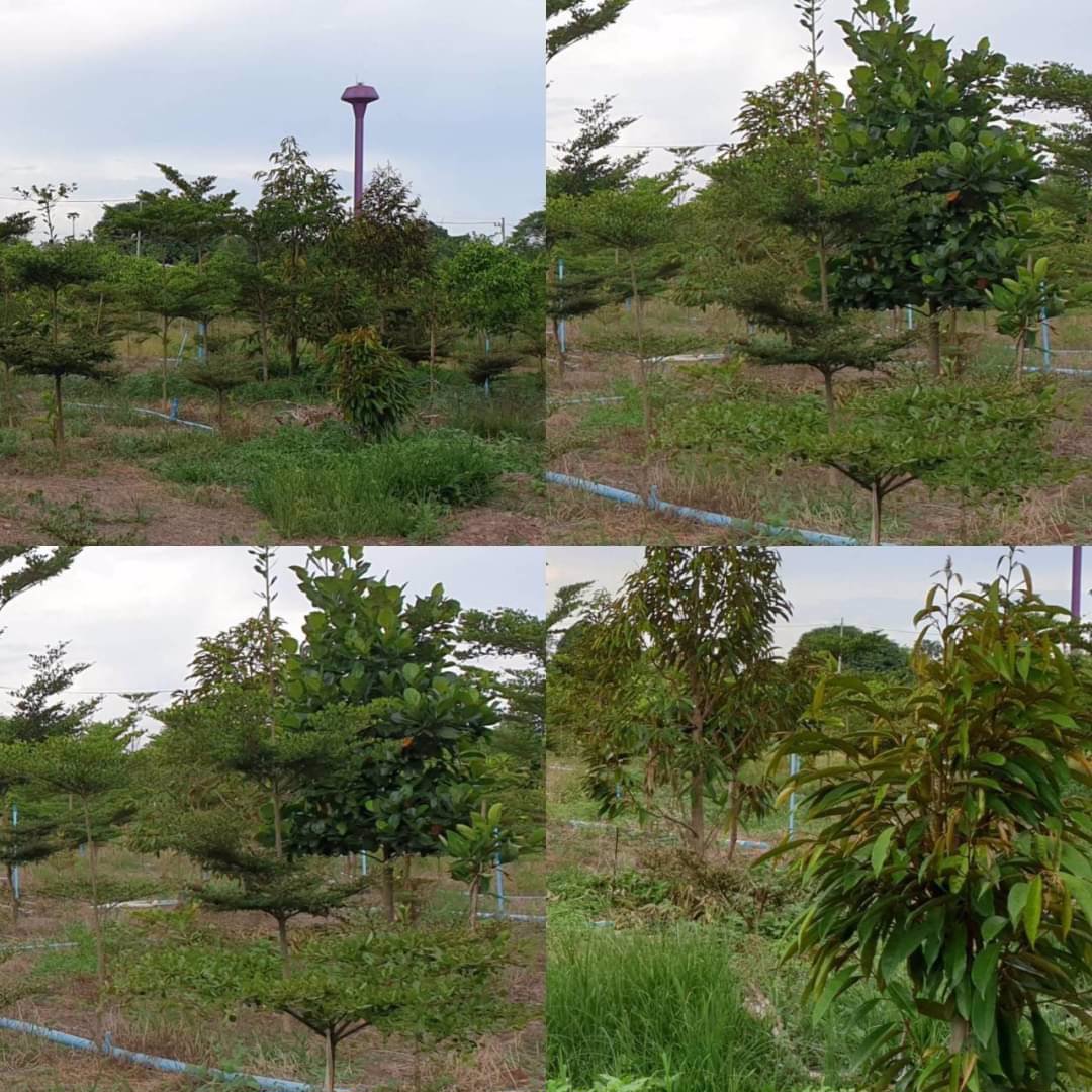 ขายที่ดินสวนทุเรียน-22ไร่-มี500กว่าต้น-พร้อมเก็บผลผลิตรายได้ดี-จปราจีนบุรี