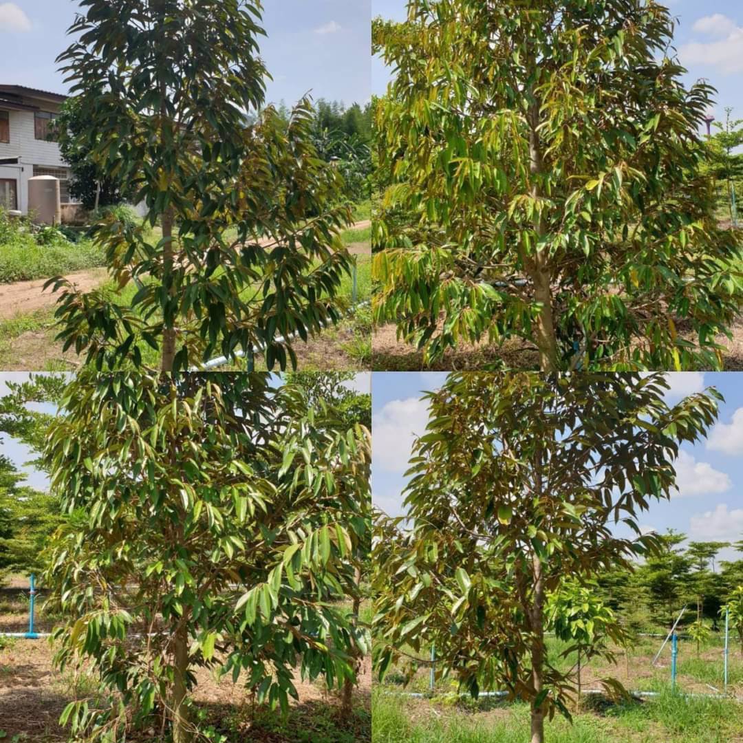 ขายที่ดินสวนทุเรียน-22ไร่-มี500กว่าต้น-พร้อมเก็บผลผลิตรายได้ดี-จปราจีนบุรี