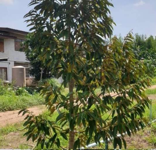 ขายที่ดินสวนทุเรียน-22ไร่-มี500กว่าต้น-พร้อมเก็บผลผลิตรายได้ดี-จปราจีนบุรี