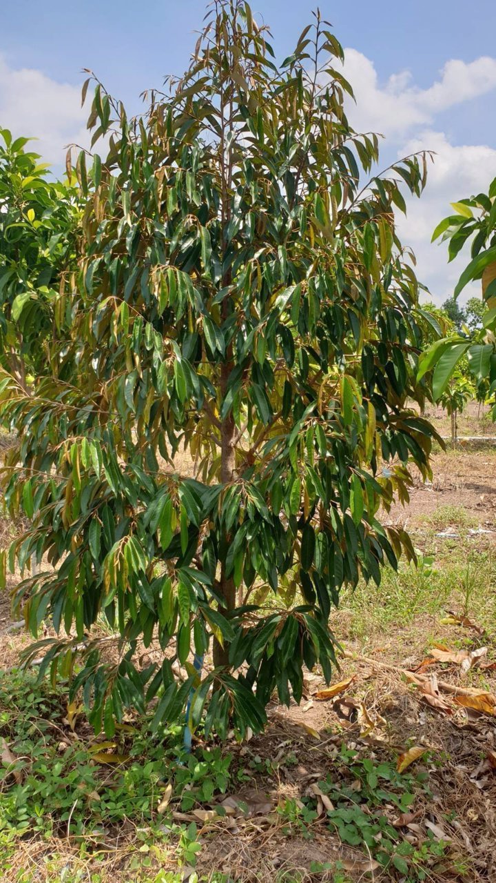 ขายที่ดินสวนทุเรียน-22ไร่-มี500กว่าต้น-พร้อมเก็บผลผลิตรายได้ดี-จปราจีนบุรี