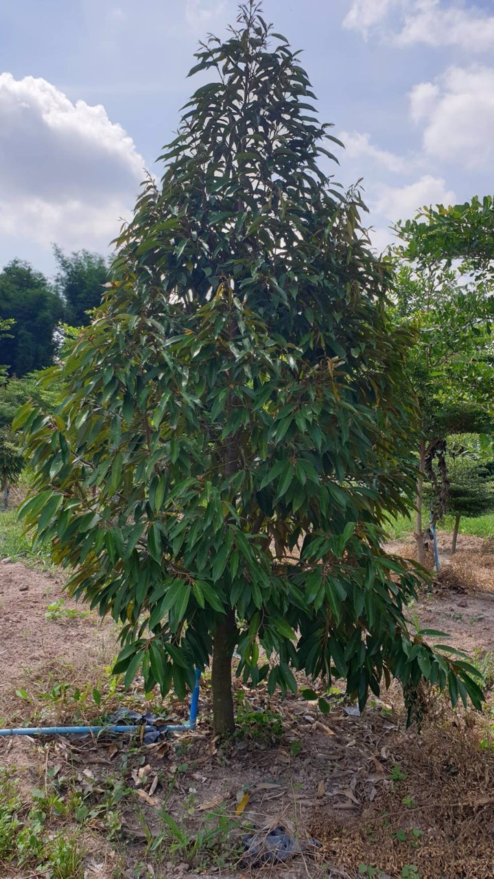 ขายที่ดินสวนทุเรียน-22ไร่-มี500กว่าต้น-พร้อมเก็บผลผลิตรายได้ดี-จปราจีนบุรี