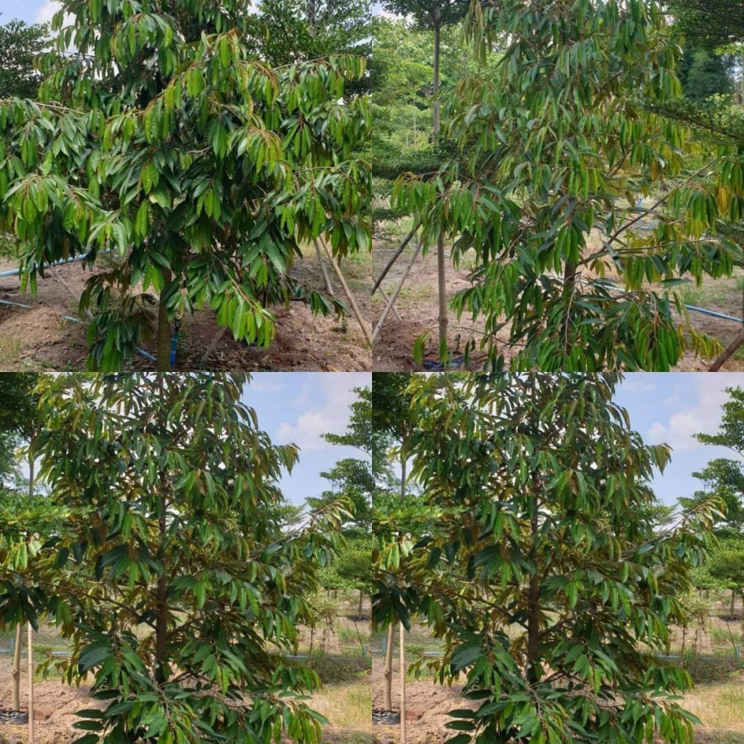 ขายที่ดินสวนทุเรียน-22ไร่-มี500กว่าต้น-พร้อมเก็บผลผลิตรายได้ดี-จปราจีนบุรี